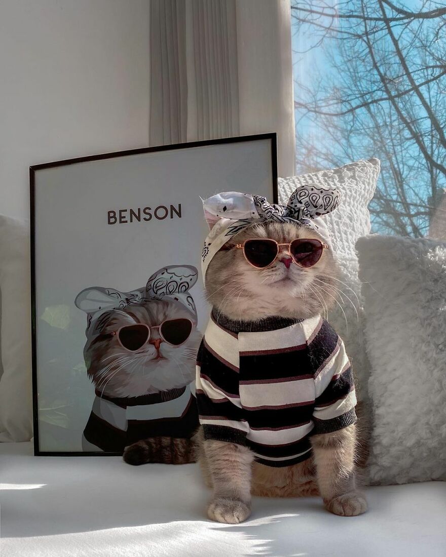Meet Benson, The Kitten Abandoned By Its Former Owners And Now Adored By 170,000 Followers On Instagram