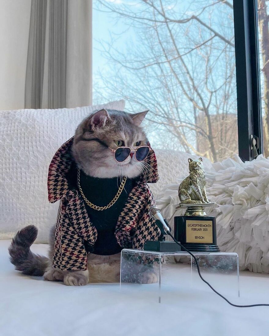 Conheça Benson, o gatinho abandonado por seus antigos proprietários e agora adorado por 170.000 seguidores no Instagram