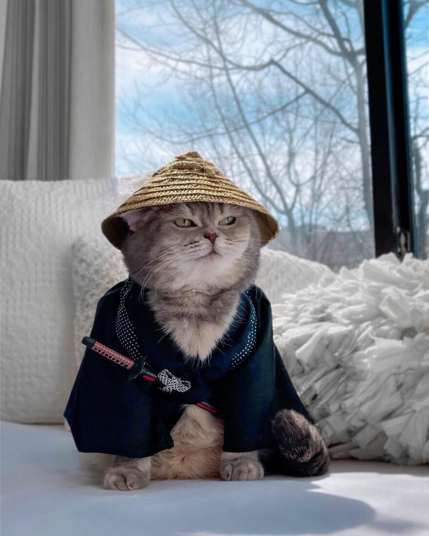 Abandoned Cat Finds A New Home And Becomes An Instagram Sensation With Its  Cute Outfits (30 Pics) | Bored Panda