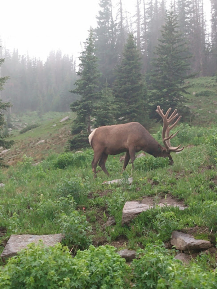 Elk In Rocky Mountain National Park (In Estes Park, Colorado) - One Of The Few Elks I Actually Saw During The Trip And This Is The Best Picture Of Him I Got