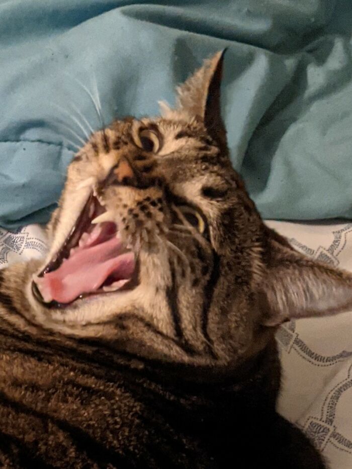 I Caught Her Mid Yawn