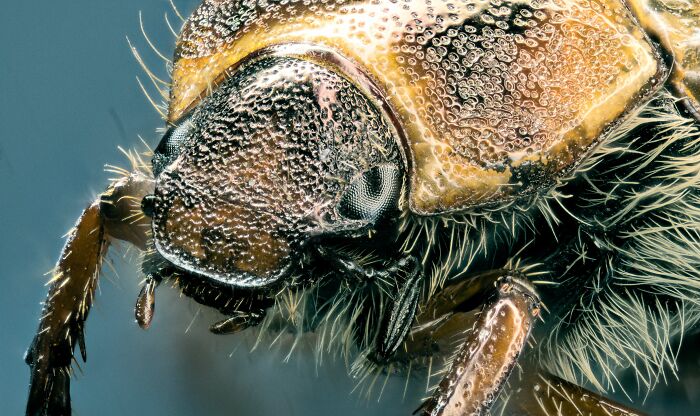 Portrait Of A Beetle