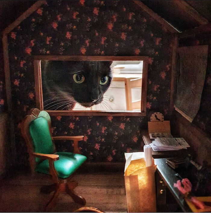9 Cats Inside Dollhouses That Shake Things Up