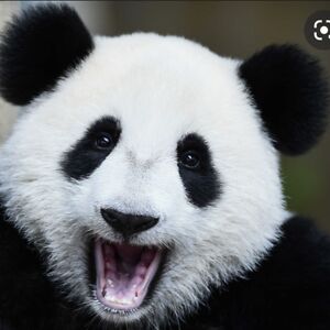 psycho pandas panda