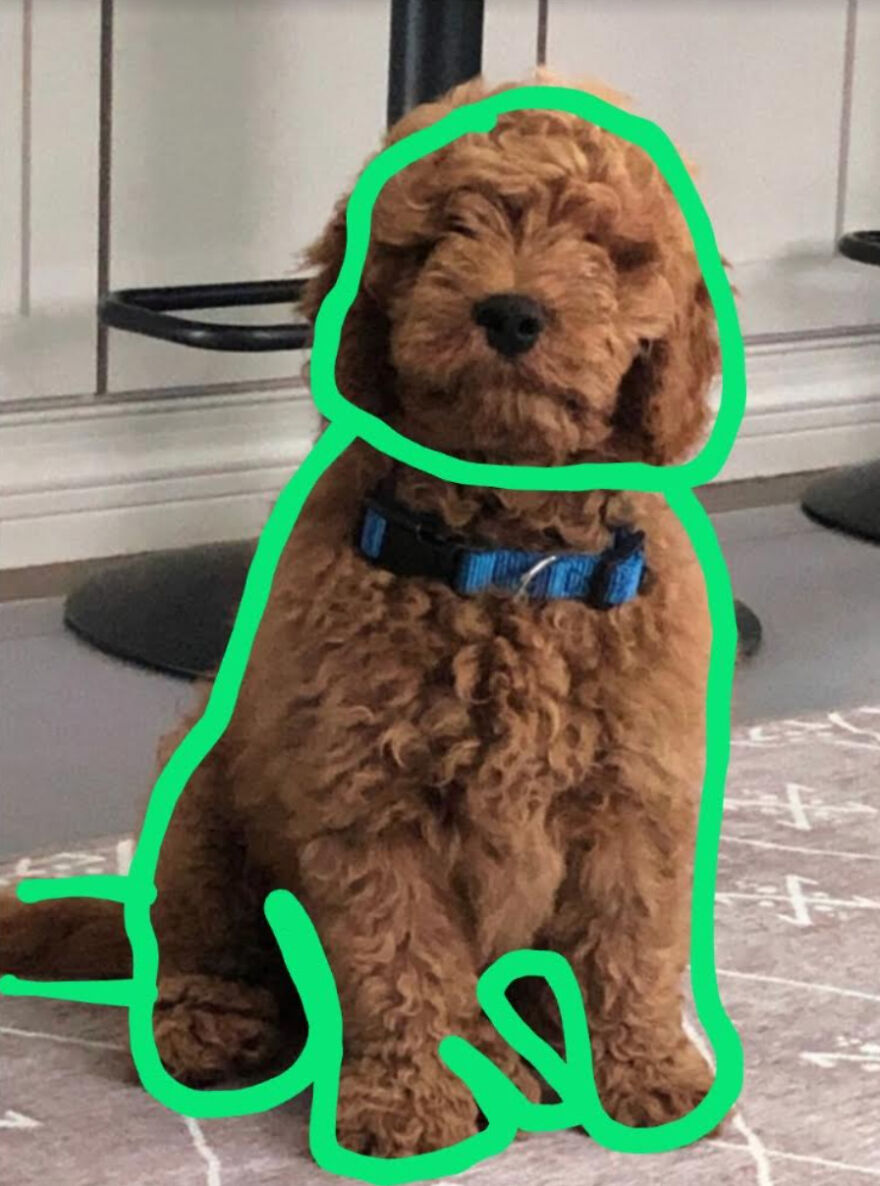 Breaking: Bailey The Dog Gets Transformed Into Different Marvel Characters :3