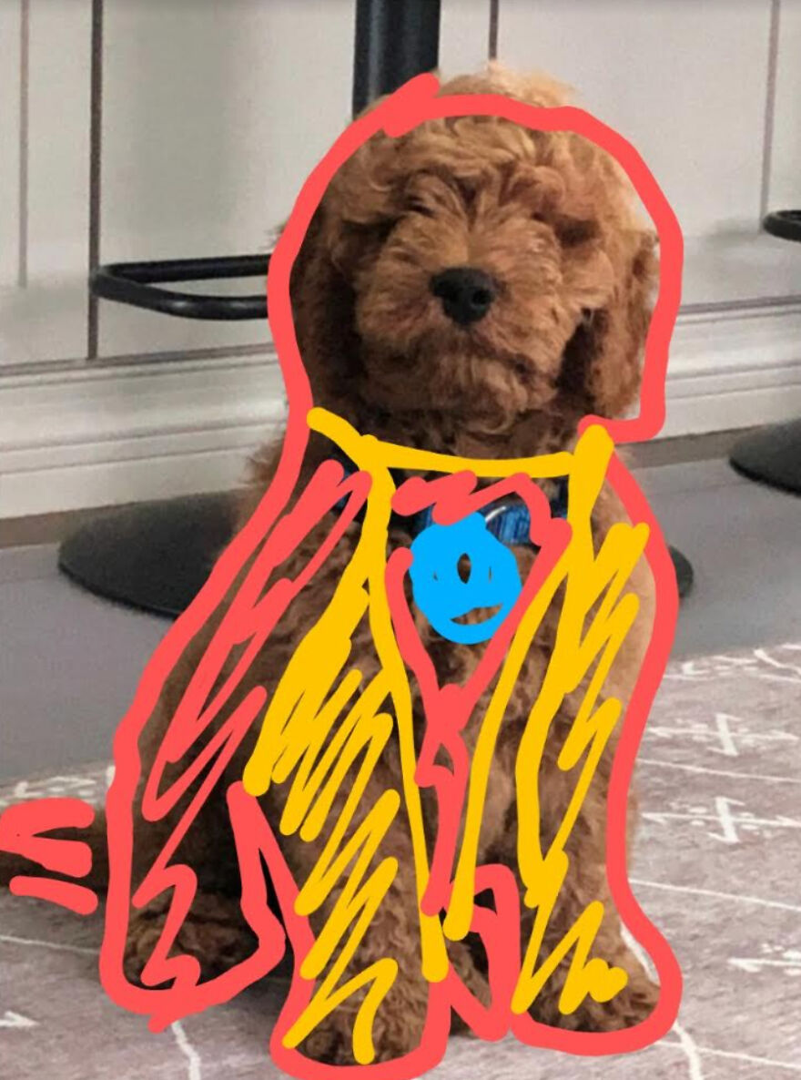 Breaking: Bailey The Dog Gets Transformed Into Different Marvel Characters :3
