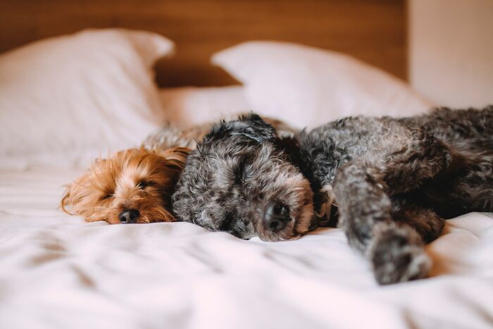 Here's Why You Should let Your Dog Sleep In Your Bed