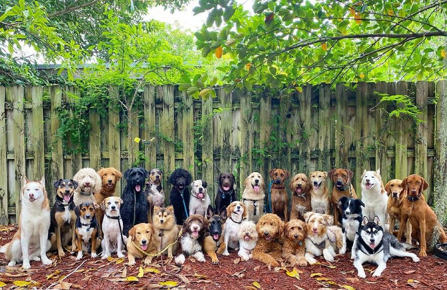 This Nursery Is Getting Their Dogs To Pose Perfectly For The Photos