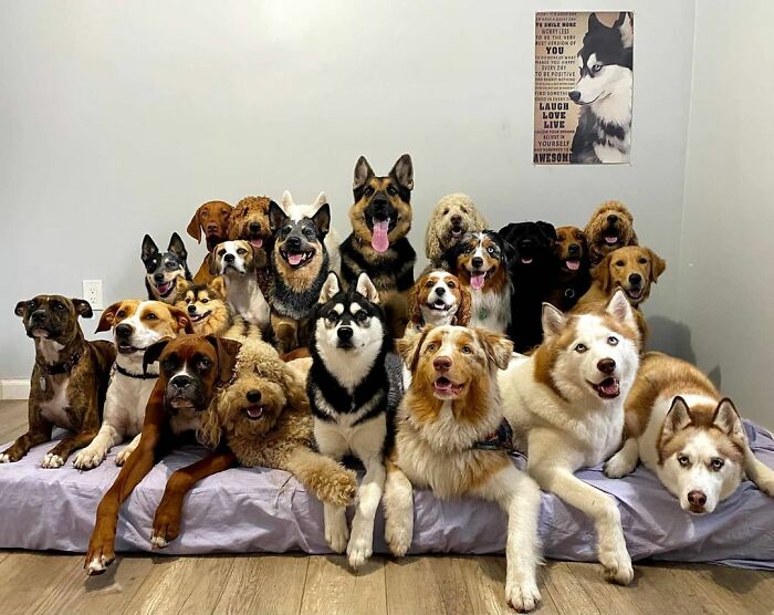 This Dog Daycare Center Manages The Impossible By Taking Perfect Group Dog Photos (30 Pics)