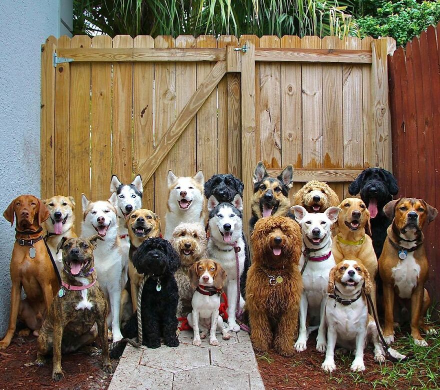 This Nursery Is Getting Their Dogs To Pose Perfectly For The Photos
