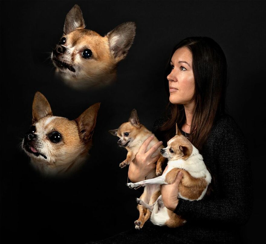 Strange And Funny Pet Photography With Chihuahua