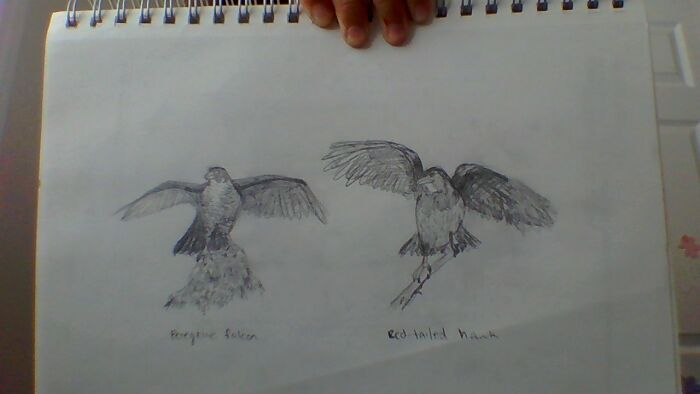 A Perigrine Falcon And A Red-Tailed Hawk