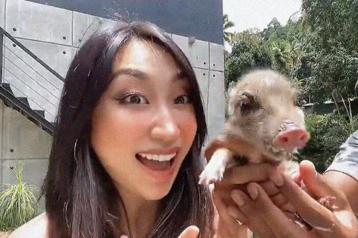 Woman Takes A Wild Baby Boar Into Her Family After She Finds It In A Box At Her Doorstep