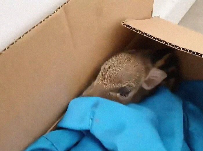 Esta mujer adoptó un jabato salvaje tras encontrarlo en una caja en la puerta de su casa