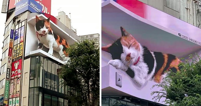 Giant Hyper-Realistic 3D Cat Billboard Appears In Tokyo, Mesmerizes The Passersby