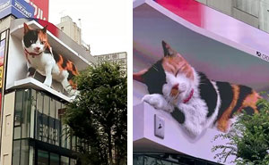 Giant Hyper-Realistic 3D Cat Billboard Appears In Tokyo, Mesmerizes The Passersby