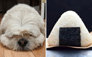 My Dog Reminds Me Of Many Things, And I Show These Similarities Side By Side (12 Pics)