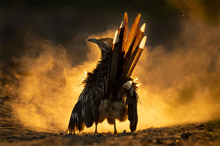 Here Are The 11 Winners Of The Prestigious 2021 Audubon Bird Photography Contest
