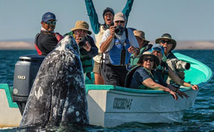 Photographer Spots Sneaky Grey Whale Next To Unsuspecting Whale Watchers