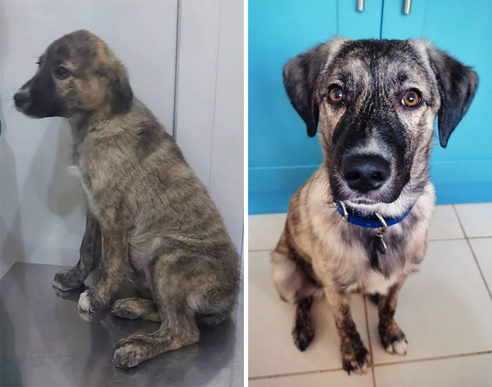 This Is Patches. His Litter Was Put In A Bag And Thrown In A River. He Came All The Way From Macedonian To Live With Us In The UK At 5 Months Old. He Is Now 7 Months! The First Picture Is His Adoption Photo. The Second After His Format Night With Us And The Rest Cute Ones I Couldn't Pick From