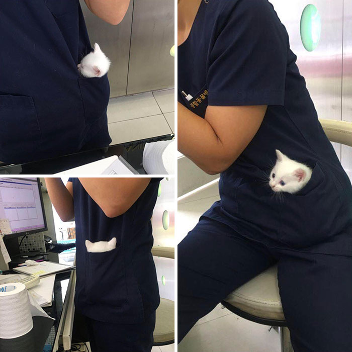 Esta veterinaria tiene un gatito de bolsillo 