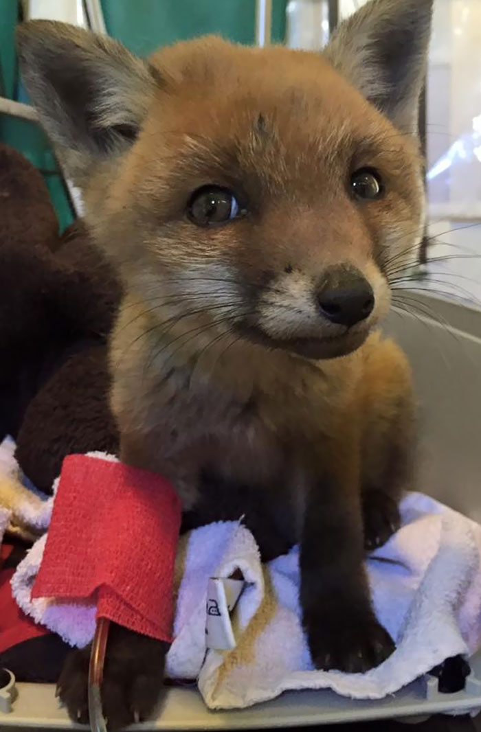 A Baby Fox Was Brought To Our Local Vet. Looks Almost Like CGI On This Pic