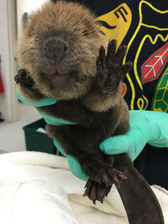 Este es el pequeño castor que trajeron a la Clínica veterinaria de animales exóticos de Illinois 