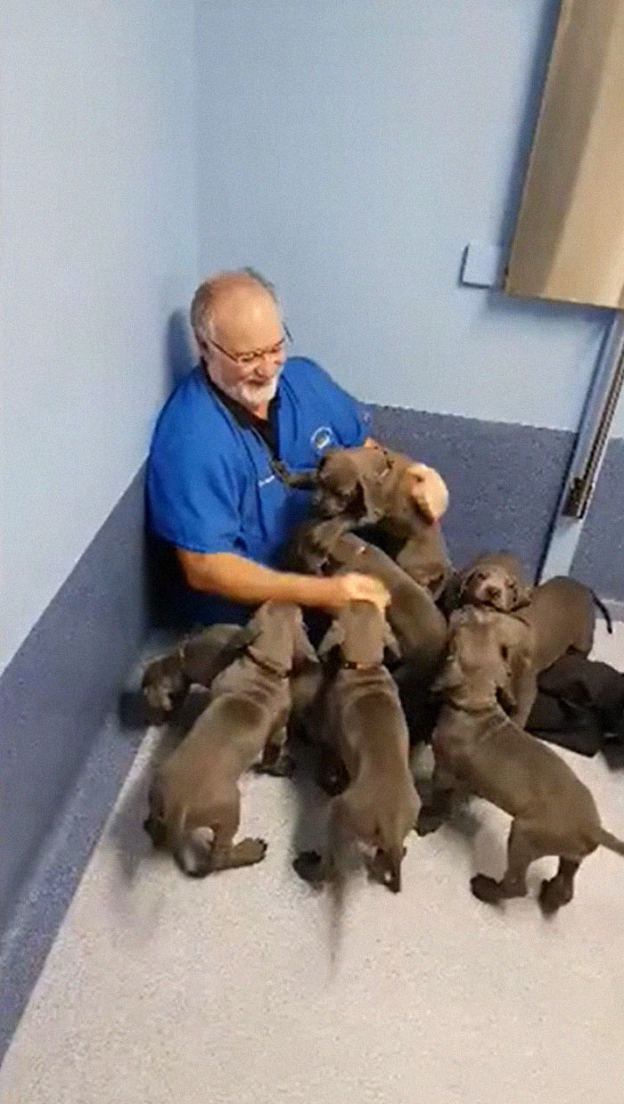 My Vet Having Some Fun With A Litter Of Great Danes