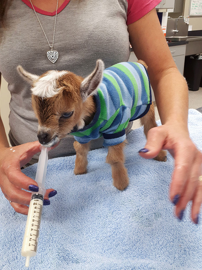 My Coworker Brought In Her Baby Goat, Matilda. 2.3 Lbs