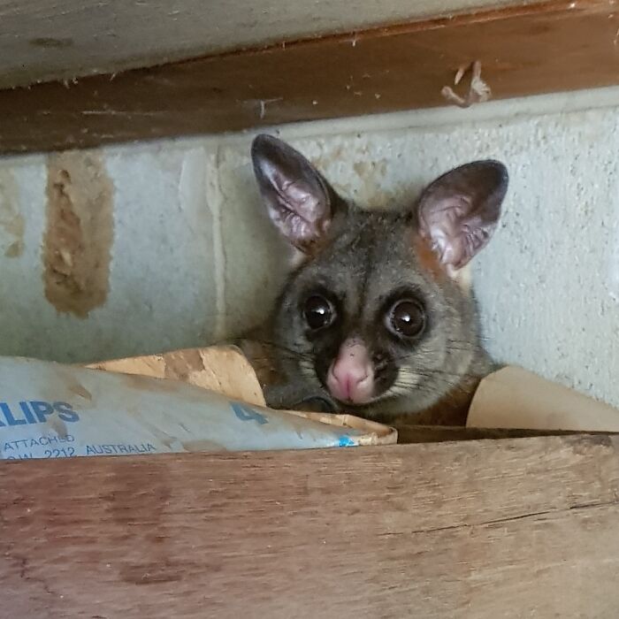 Woke Up This Brush-Tailed Possum That Was Napping In The Shed