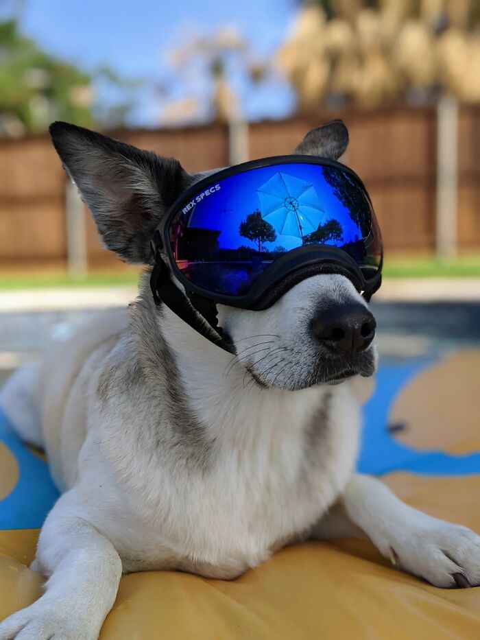 In The Pool With My Good Boi.