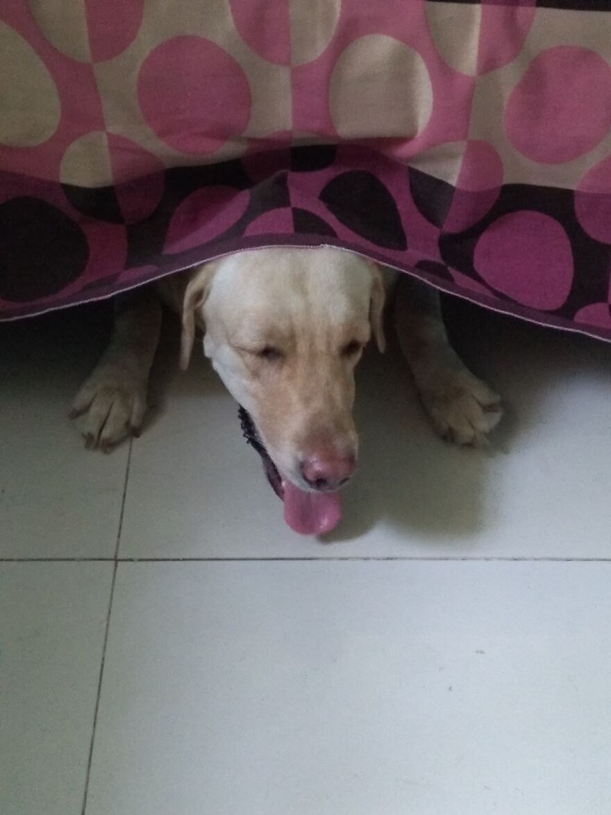 Tired And Hiding Under The Bed
