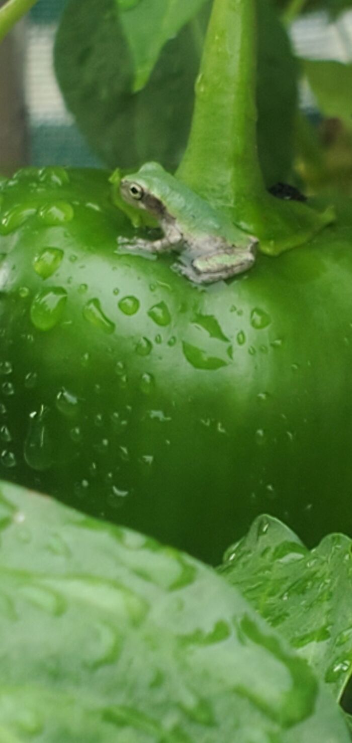 This Cute Little Guy Sitting On The Top Of A Green Bell Pepper In My Garden