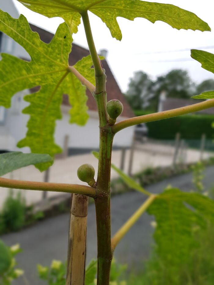 Two Figs In My Garden, North Of Europe !