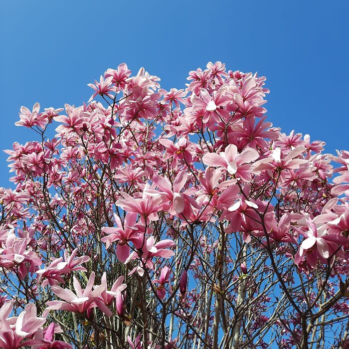 Magnolio florecido bajo el cielo azul