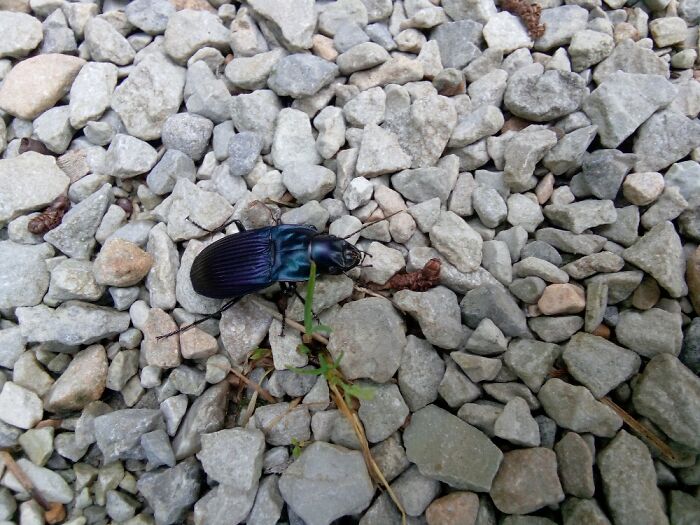 Pretty Beetle I Saw At My Camp Site