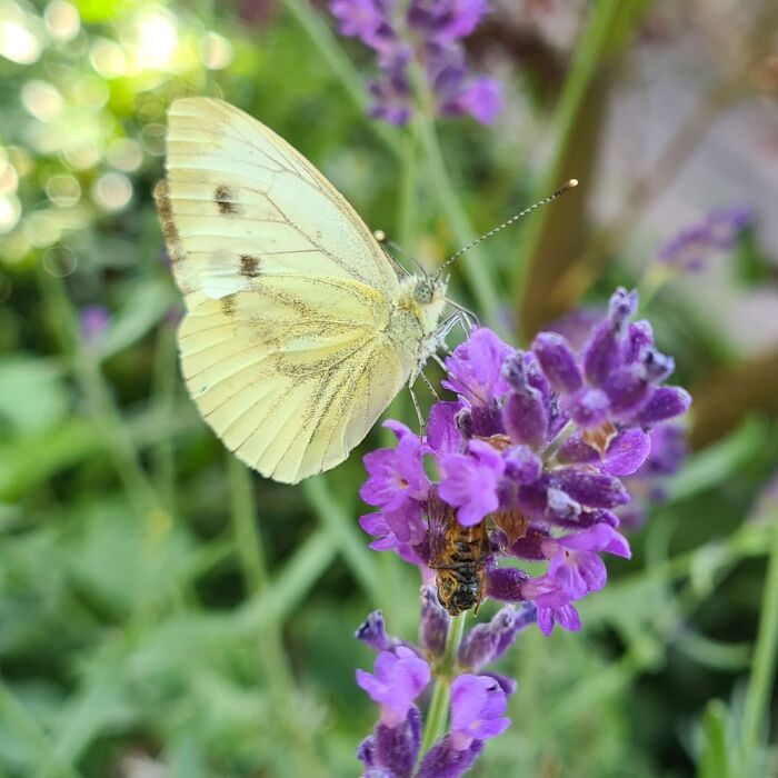 A Cabbage White (Pieris Brassicae) On Lavender With Another Guest