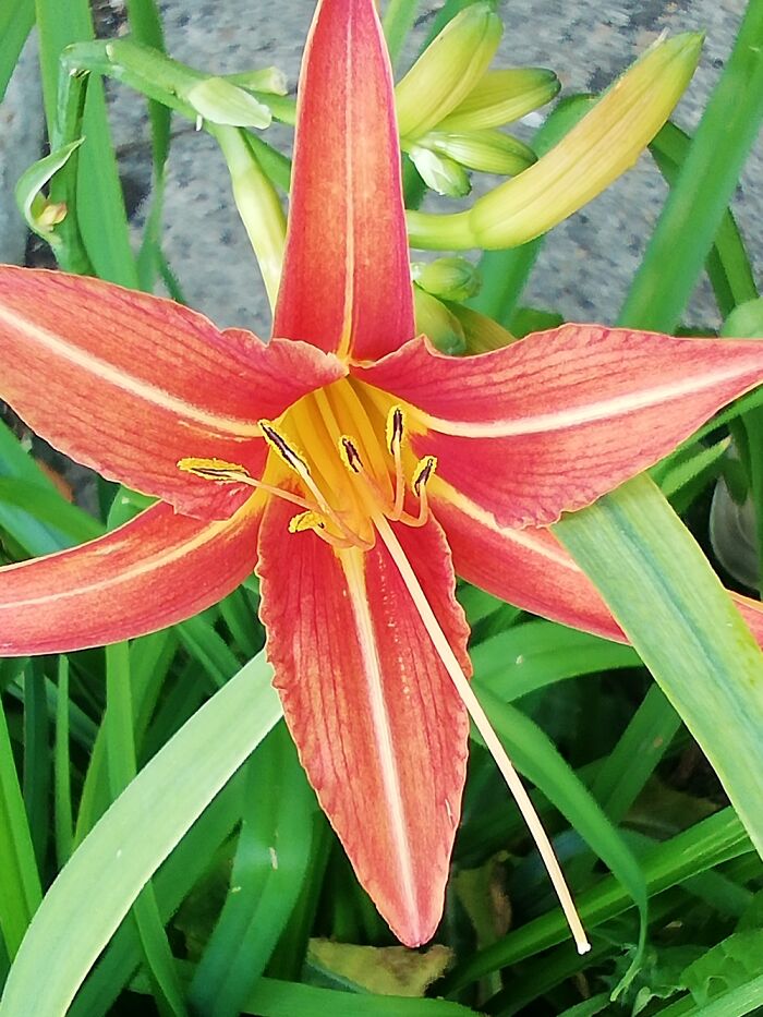 A Martagon Lily.