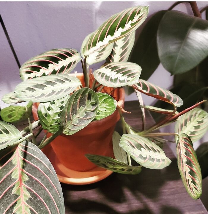 My Prayer Plant, Hands Down. I Love How Much He Moves Throughout The Day.