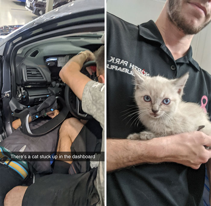 Customer Came In Saying There Was A Kitten In The Dashboard. One Of The Lube Techs Called Dibs. Meet Dash