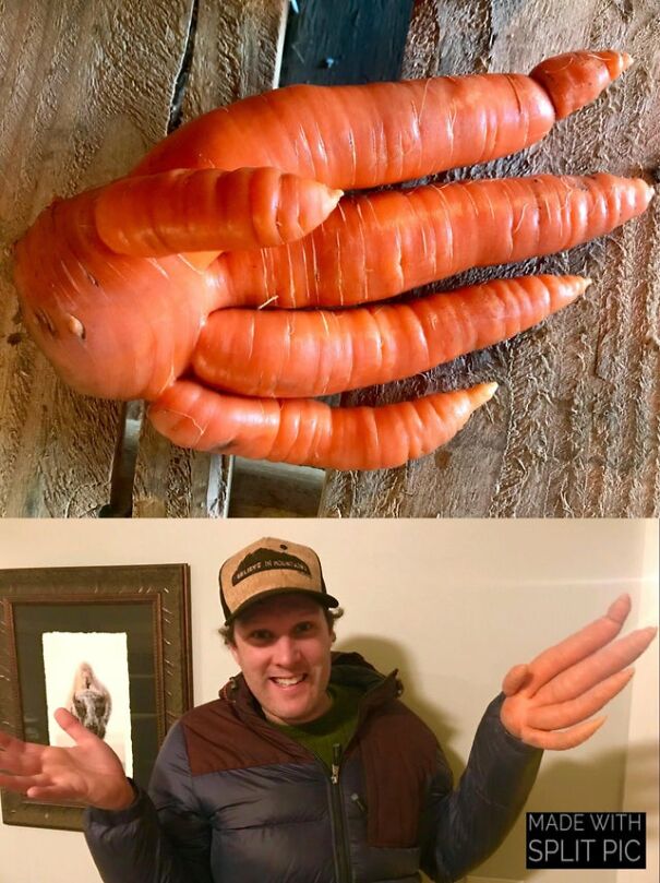 carrot-hand-60ff56accbede.jpg