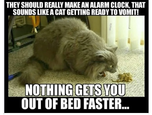 cat-alarm-clock-60eb7c5948d87.jpg