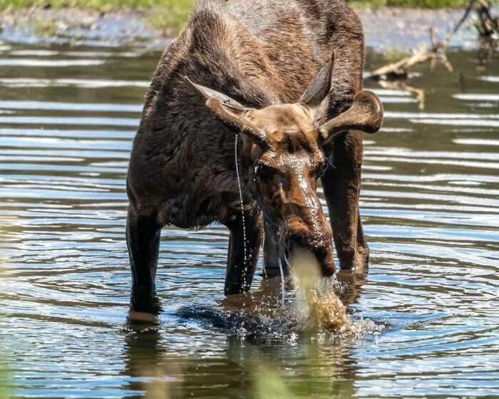 I’ve Always Wanted To Take A Photo Of A Majestic Bull Moose. Maybe This One Isn’t It