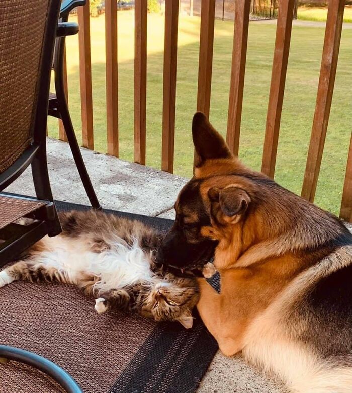 My Dog, Not My Cat! This Is A Feral Cat That Hangs At Our House. She Is Tolerant Of My Hubby & Me, But Loves Our Boy Kane!