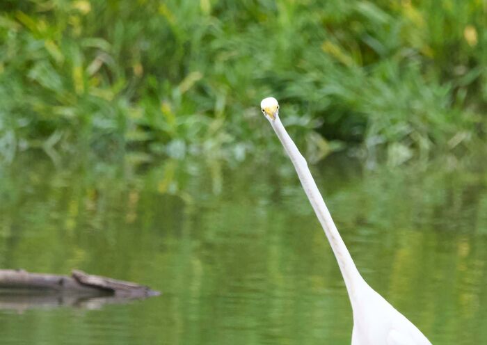 Clearly, “Front Facing” Is Not The Best Way To Capture A Great Egret!