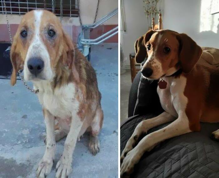 This Is Hana. We Rescued Her From A Shelter Two Years And A Half Ago. On The Left Is How The Shelter's Volunteers Found Her, Wandering In The Woods. On The Right Is How She Looks Now. Best Decision Of My Life