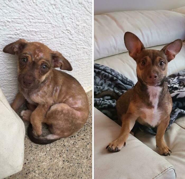 Adopté este bebé de la República Dominicana hace 1 mes - mi madre no creía que se trataba del mismo perro. Lo llamé Remi y sufría de sarna y desnutrición, ¡ya no!