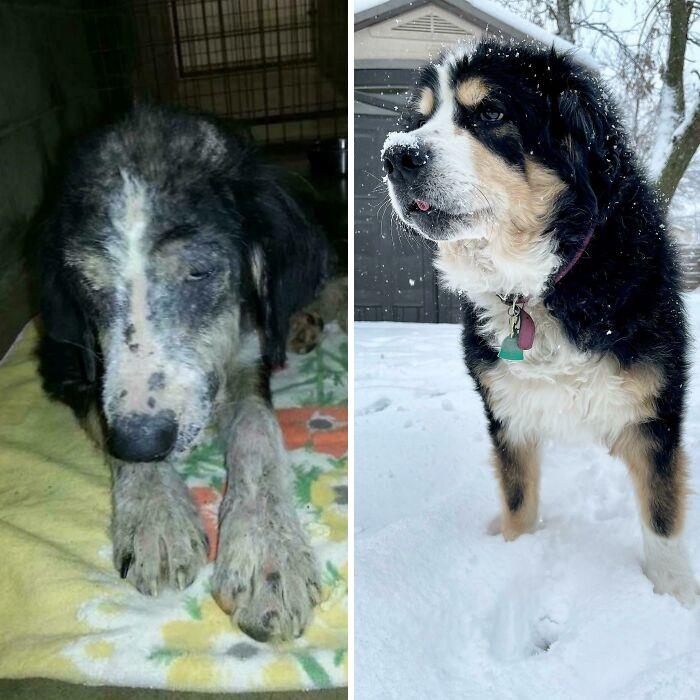 I’ve Posted Luna’s Glow-Up Here A Few Years Ago, But Today We Are Celebrating Her Six Year Gotcha Day Anniversary And I Just Love Her So Much And Want To Share Her Again