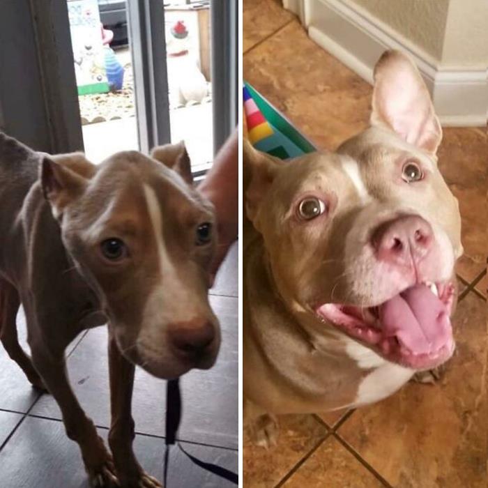 I Was Told Y’all Would Love This Survivors Big Beautiful Smile! In Order To Really Appreciate It You Need To See What He Looked Like The Day He Was Rescued. Best Smile Ever