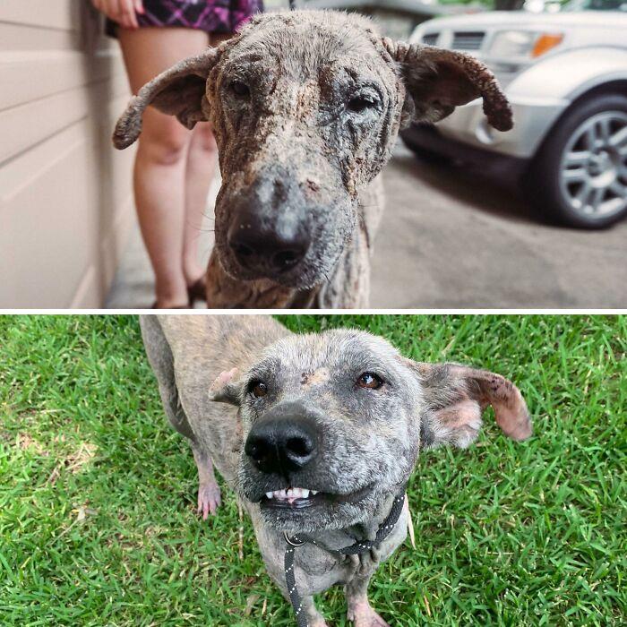 My Foster Dog The Day We Rescued Her From An Animal Cruelty Case And 3 Weeks Later